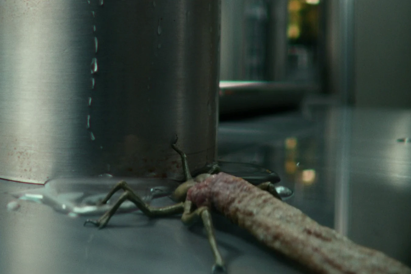 Blood-sucking ticks